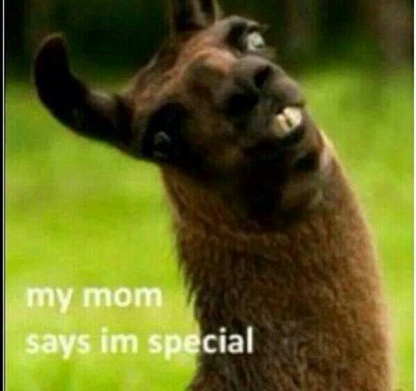 free follow bc cris @cityofandoms loves you
