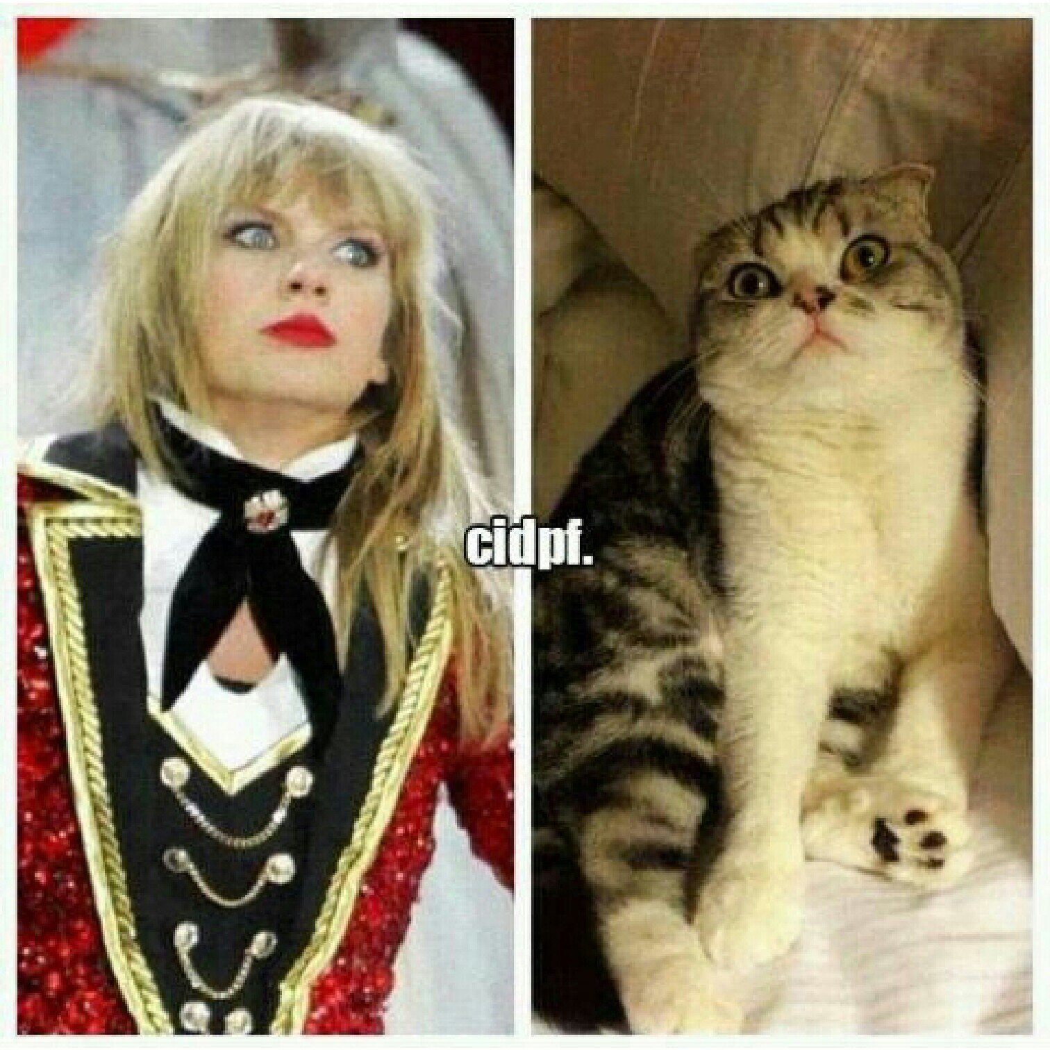 free follow from @maidenswift, follow her back.
