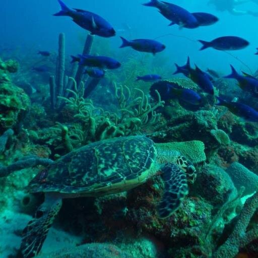 DiveMagicBoise's profile picture. 