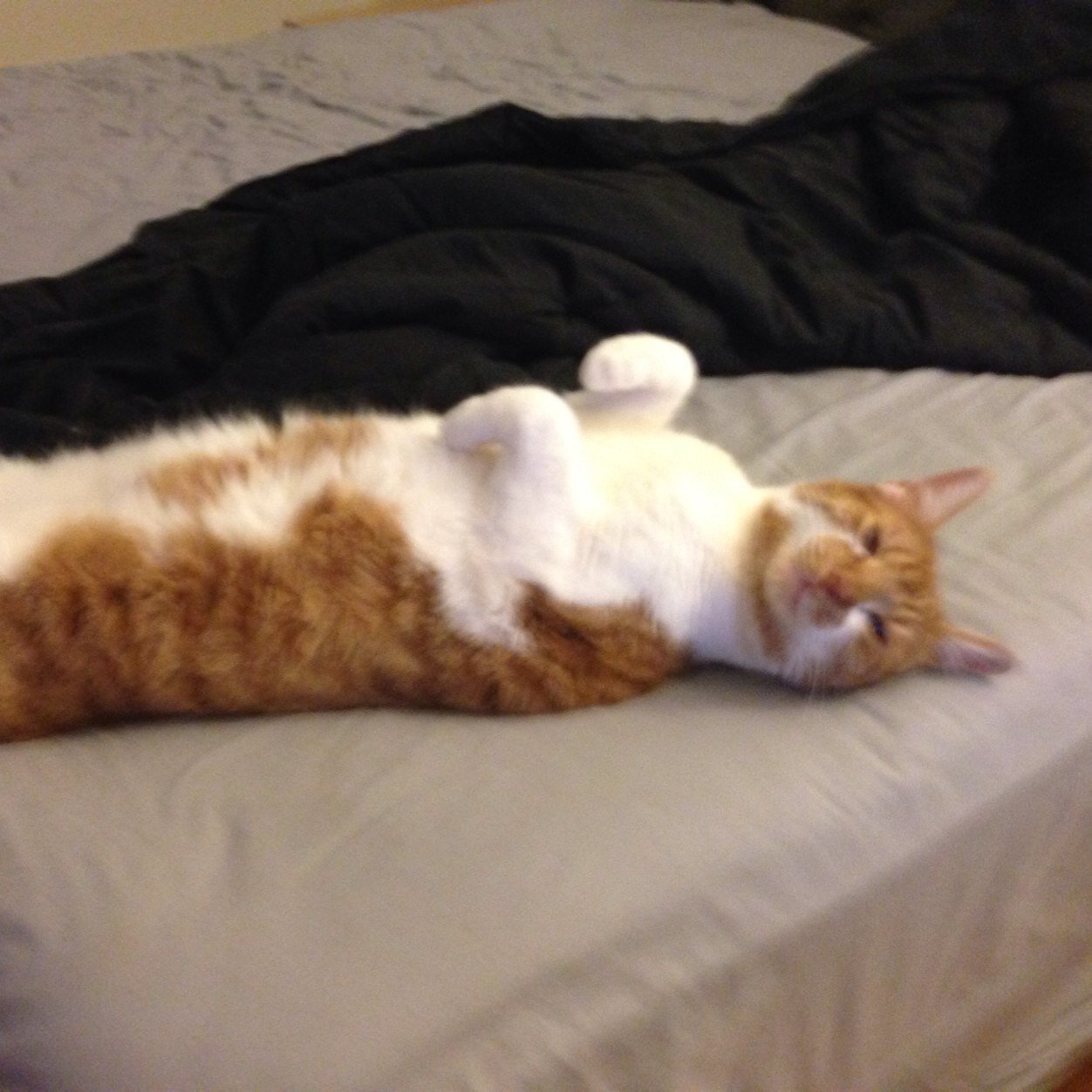 mcohen2's profile picture. I'm a CPA. I have a cat.