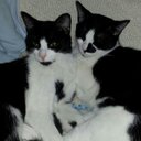 cheryl dunn - @boopyloopy6268 - Twitter