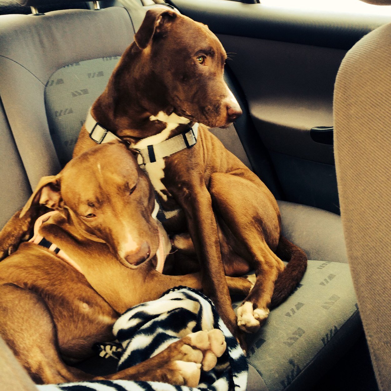 vaaanesi's profile picture. Daniel.