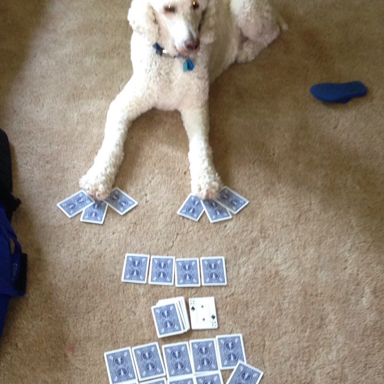An old dog trying to learn new tricks