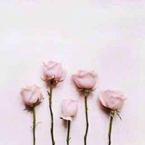 shekhah12's profile picture. 