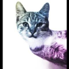 Im PotterHead and Belieber Forever!