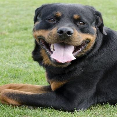 Love animals & nature.  Protecting large breed dogs.  Love the ocean, gulf & lakes