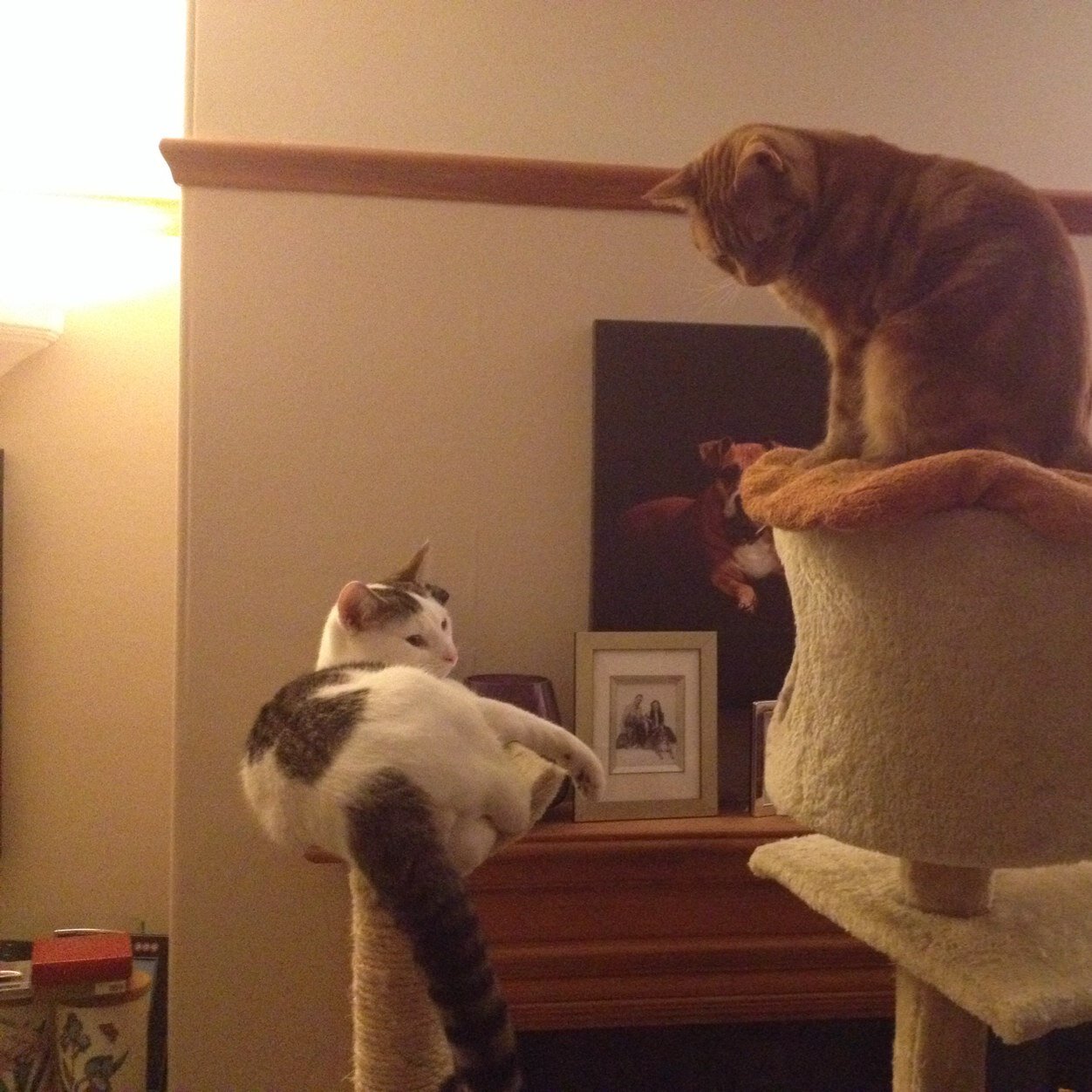 blackclaws355's profile picture. Quiet and shy. Love animals, aromatherapy and art.Human trying to live and love