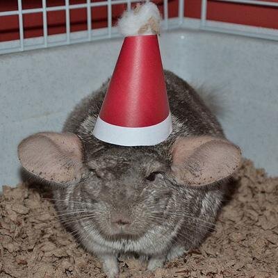 24SussexCharlie's profile picture. The view from the cage at 24 Sussex Drive. Tweets by Stephen & Laureen Harper's former pet chinchilla Charlie, now living alone in the decaying ruins.