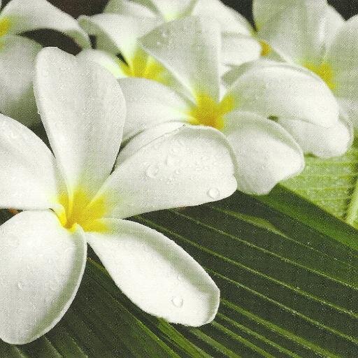 Islands9's profile picture. Author / REFLECTIONS FROM THE HEART/Inspires and motivates with poetic verses and Hawaii photography. Call Bookends for info.Enjoy wisdom through beauty!