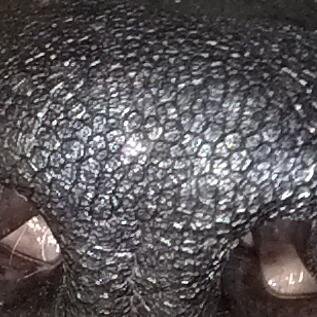 orforf_'s profile picture. Booty booty booty!