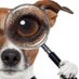 Mascotas Py (@mascotasperdids) Twitter profile photo