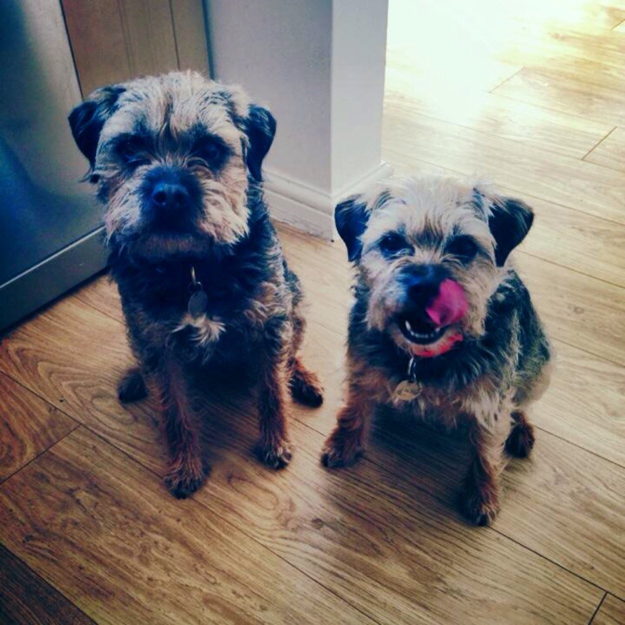 Dog training bristol!