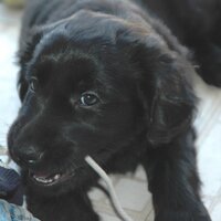 DaveR (@fcrdave) 's Twitter Profile