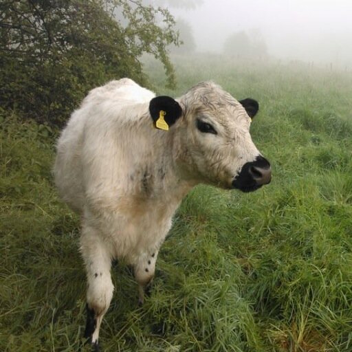 Small herd of British White cattle helping to look after the meadows at St Johns Jerusalem (NT) near Dartford in Kent. Tweets by Will