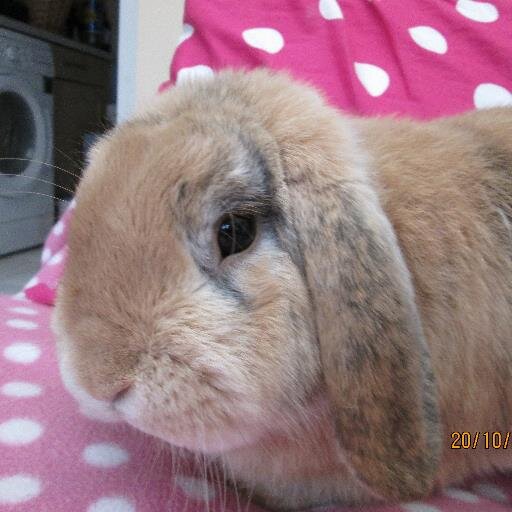 Local govt worker and follower of Rochdale, East Fife and my beloved Fort William FC. Dad, husband and now rabbit lover.