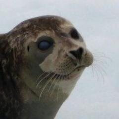 European citizen, Open source and C# enthusiast, creator of https://t.co/qTIqKDQgia. Opinions are my own. He/him.
@bl8@oc.todon.fr