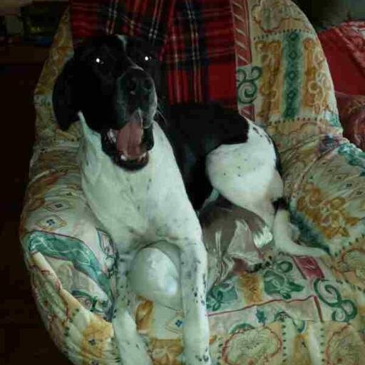 roscodagama's profile picture. 