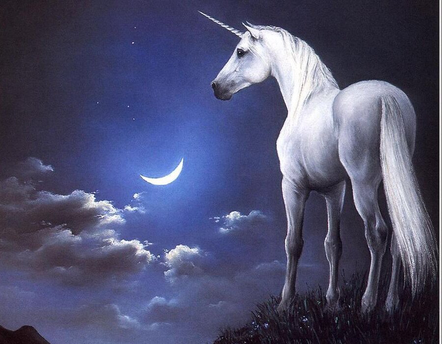 amo las pizzas y los unicornios !