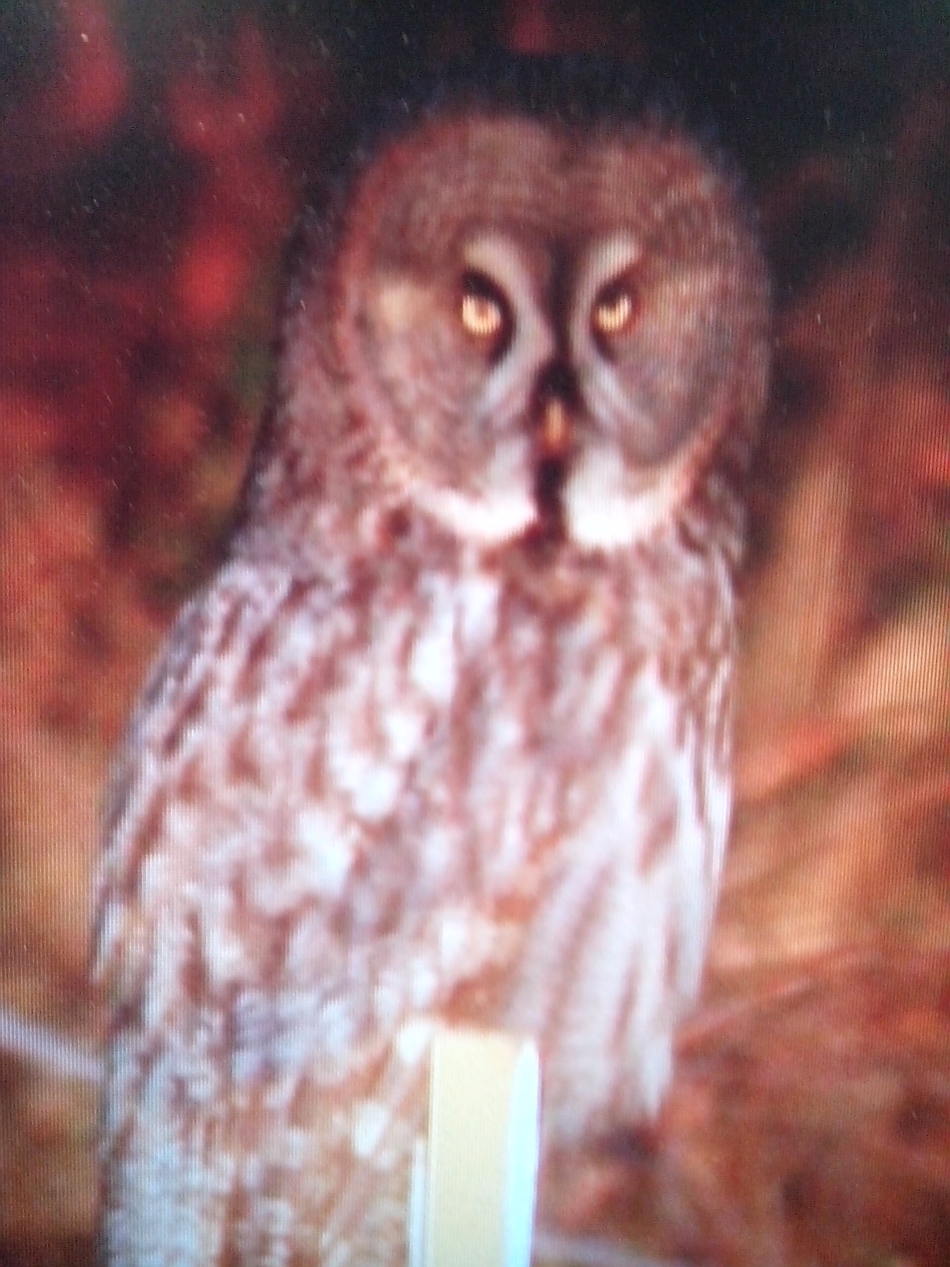 forestowl24's profile picture. Love all wildlife! Concerned for environment/wildlife & animals. Daughter is a budding entomologist. Follow Swansea City. Love a-ha. Bit of a Genealogist too!