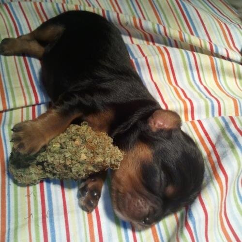 DeanteSumon's profile picture. weed kush blowed sex head.LOL