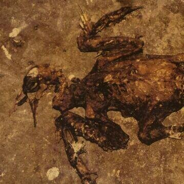 hafenpix's profile picture. weiß wer einen guten twitter-klon? und kommt wer mit?