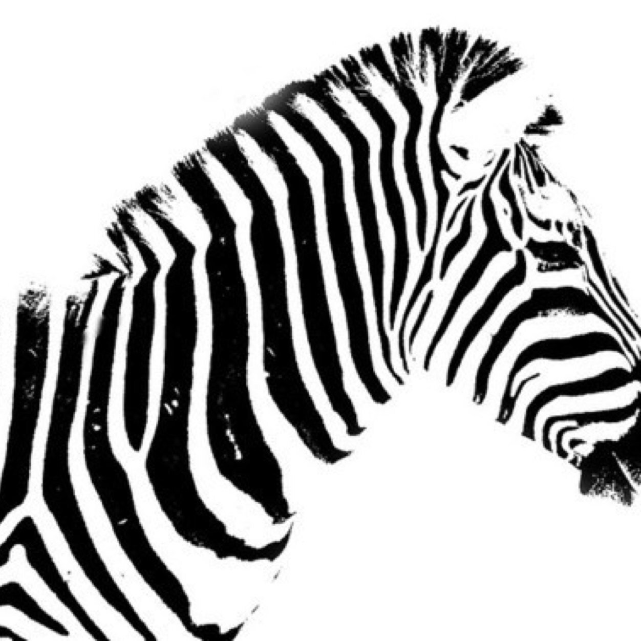 Cute and funny zebra facts u never heard
Z E B R A   F T W