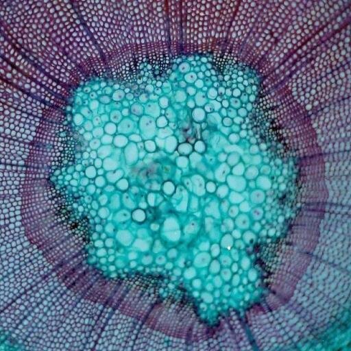 IPBio Profile