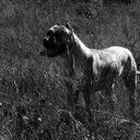 Chris bolanos - @rapfan95 - Twitter