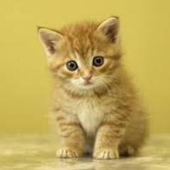 nataliaconte2's profile picture. Estudiante de Psicología, me encantan los animales preferentemente los gatos.