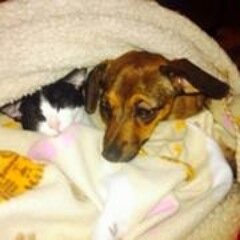 Homeless Animal Lifeline (HAL) is an all-volunteer 501c3 nonprofit animal rescue and humane education organization.
Donate supplies:  http://t.co/mMABB8J2Qs