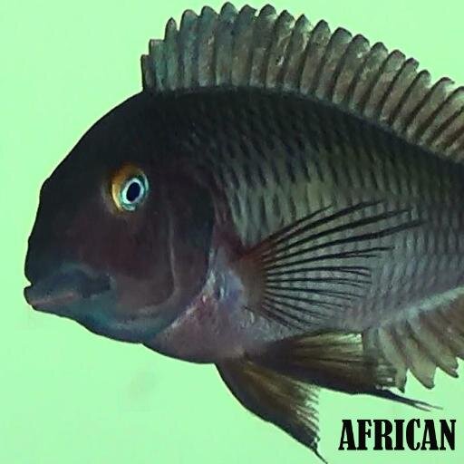 Do you breed African Cichlids or have African Cichlids feel free to join the group.
