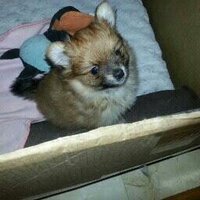 Phyllis Yuill (@pyuill6657) 's Twitter Profile