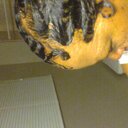 sheila easter - @sheilaeaster1 - Twitter