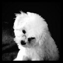 Maureen Landers - @Gigilanders - Twitter