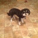 vicki torres - @vjtorres1950 - Twitter