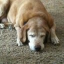 Logan Schell - @loganguy11 - Twitter