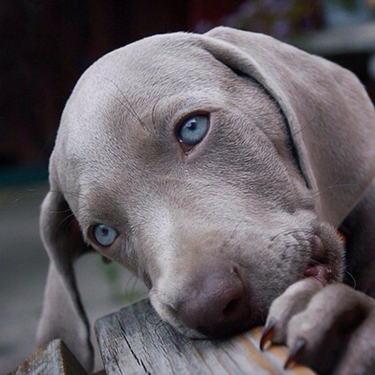 veflag's profile picture. 