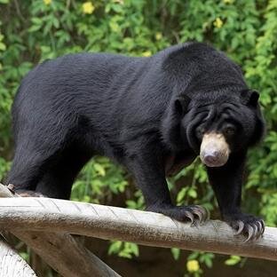 conservation policy specialist, behavioral ecologist, bear biologist, community activist, world citizen, fledgling writer and mom