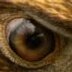 USMEagleEye's profile picture. Keeping an Eye on Southern Miss Sports!