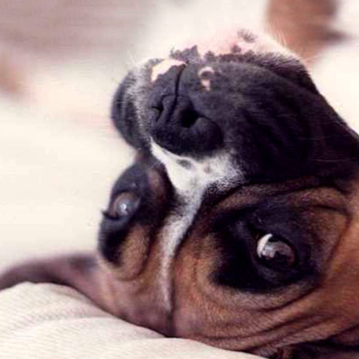 Boxersoftwiter's profile picture. Boxers of twitter! Just tag your pics of your cute boxers to #Boxersoftwiter to be featured!