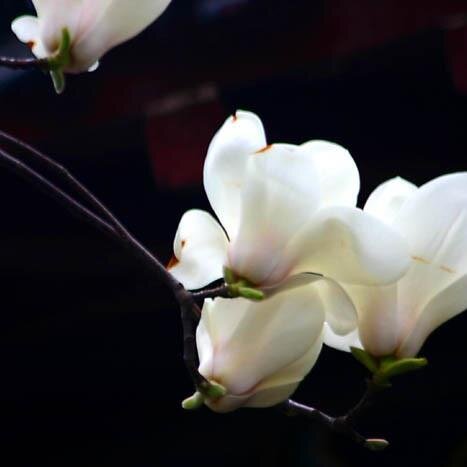 maemuki1018's profile picture. はじめまして、迷子です。趣味は音楽、文学、旅行、美食です。どうぞ、よろしくね！＾＾