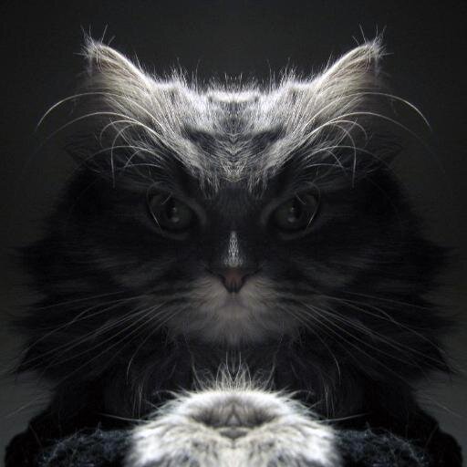 Skajlandir's profile picture. Gamer, Drunk Master, Cat lover and more :D