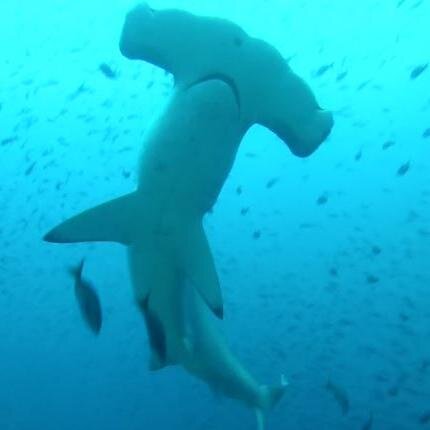 P_Clavier's profile picture. 