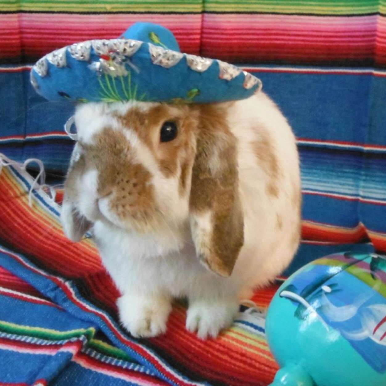 Friendly lil Holland Dwarf Lop. I love to Binkie, toss toys, snuggle & flop! Litter-trained/ cage-free. Please adopt, dont shop. 10.5 yrs is a happy story. OTRB