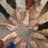 dhaneshgosai's profile image
