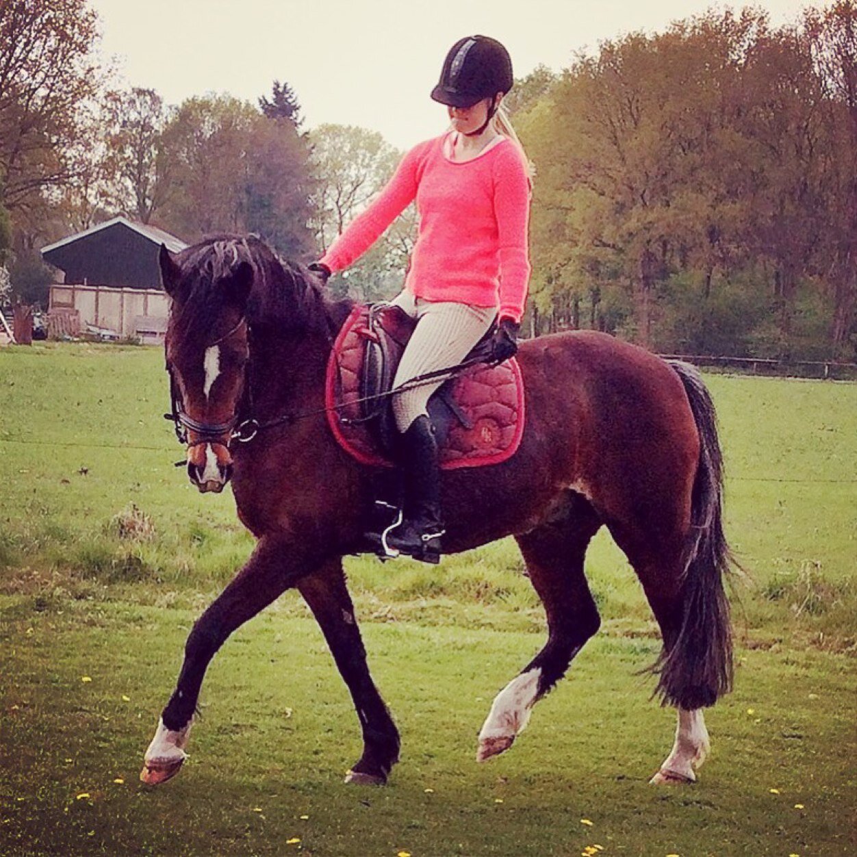 love voor horses !♡♥