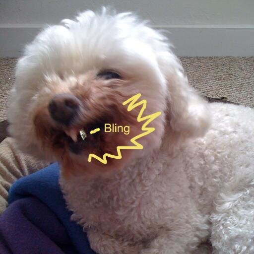 Chuco passed on 3/5/16 peacefully in his sleep. Mico, the poodle mix, will take over this account making it more weird and random.