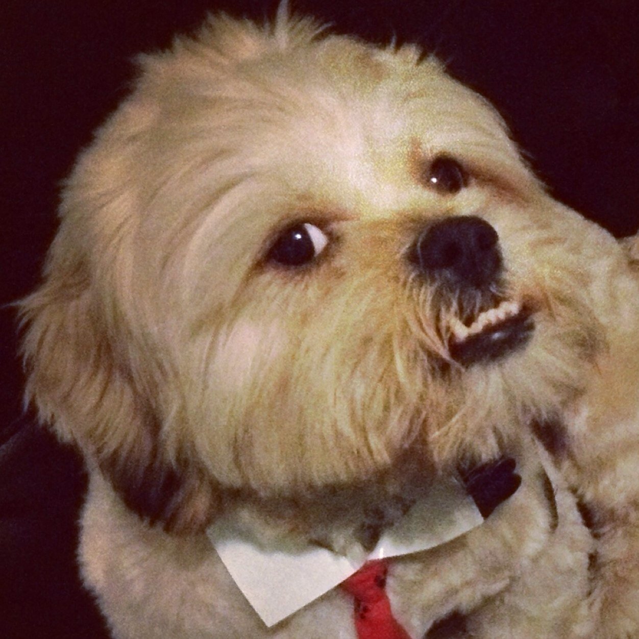 .........A small dog with a large personality living in a big city........ Im a gentleman & a scholar but too Brooklyn so dont make me pop-off this collar