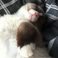 N.ai (@n_ai_ca) 's Twitter Profile Photo