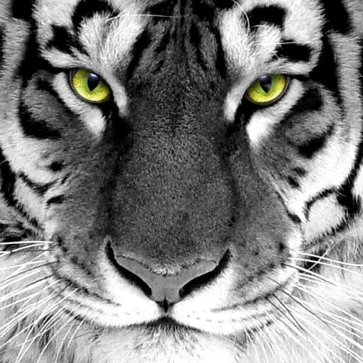 NEUR0NUS's profile picture. 